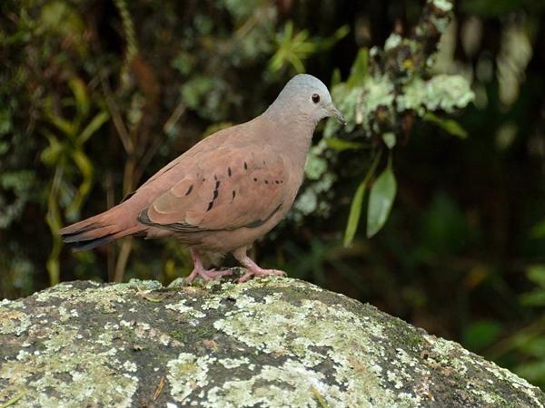 <h3><a href="/trips/salesopolis-2014/biota/animalia/chordata/aves/026 columbiformes/001 columbidae/columbina talpacoti/columbina talpacoti-nl.html">Columbina&nbsp;talpacoti</a> / Ruddy&nbsp;ground&nbsp;dove / Steenduif</h3>NIKON D7100 met AF-S DX VR Zoom-Nikkor 18-200mm f/3.5-5.6G IF-ED [II], 1/320 sec  bij F5.6, ISO 1000, afstand 3.16&nbsp;m
